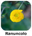 Ranuncolo